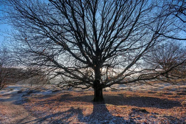 Parktaki Yapraksız Bir Ağacın Dalları Arasından Görünen Yükselen Güneş Işınları — Stok fotoğraf