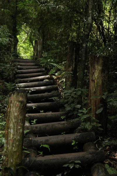 Eine Vertikale Aufnahme Von Holzblocktreppen Einem Wald — Stockfoto