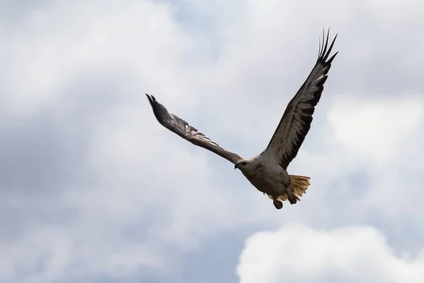Nahaufnahme Eines Seeadlers Der Australien Himmel Fliegt — Stockfoto