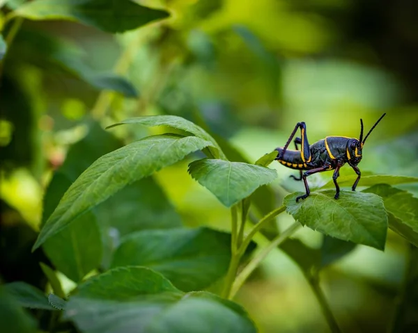 Primo Piano Una Cavalletta Gialla Nera Una Foglia Verde — Foto Stock