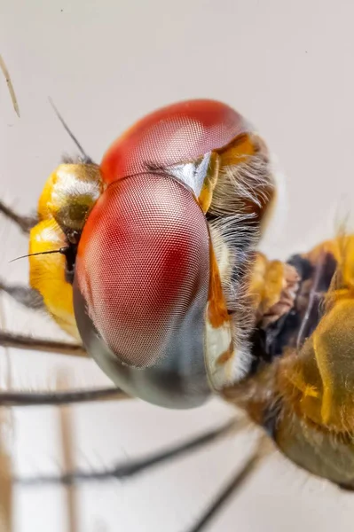 蜻蜓头像的一个垂直宏观镜头 — 图库照片