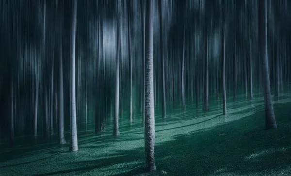 Una Hermosa Toma Larga Exposición Bosque Oscuro — Foto de Stock