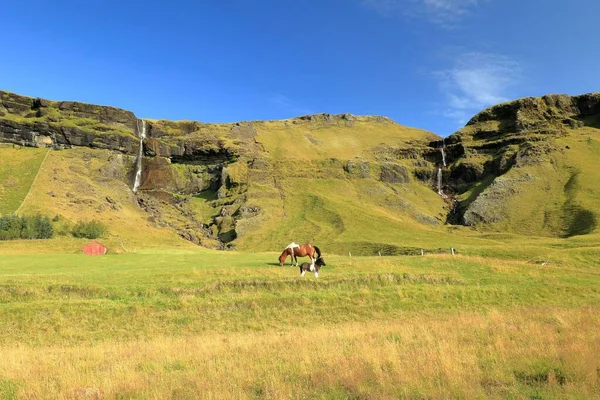View Beautiful Icelandic Ponies Field Sunrise — Stock Photo, Image