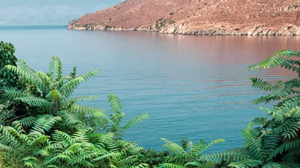 Una Vista Panoramica Lago Con Felce Verde Rigogliosa Che Cresce — Foto Stock