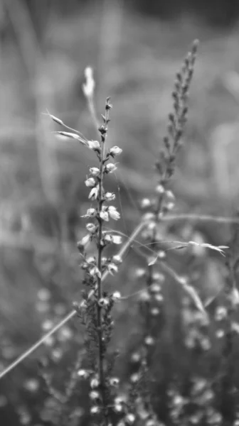 Eine Vertikale Schwarz Weiß Aufnahme Der Calluna Pflanze Auf Verschwommenem — Stockfoto