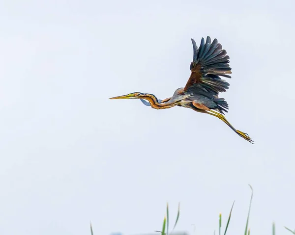 Egy Gyönyörű Kép Egy Lila Heronról Amint Felszáll Nedves Földről — Stock Fotó