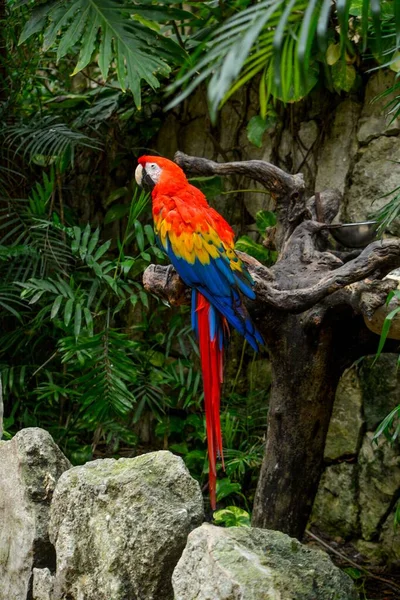 Papagaio Seletivo Arara Escarlate Ara Macao Uma Floresta Tropical — Fotografia de Stock