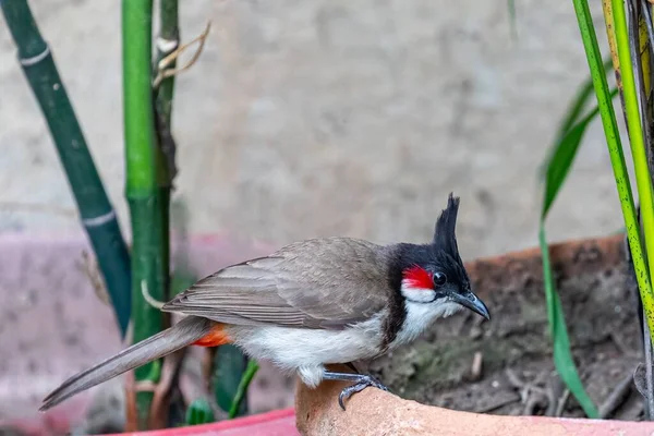 Closeup Red Whiskered Bulbul Perched Plant Pot — Stock Photo, Image
