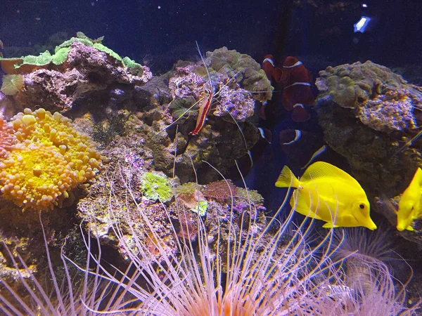 Ein Unterwasserblick Auf Den Gelben Knall Clownfische Und Putzergarnelen Die — Stockfoto