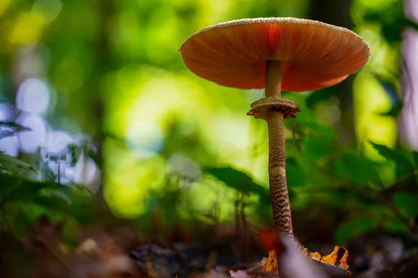 Низкоугольный Снимок Съедобного Parasol Mushroom Macrolepiota Procera Выращенный Лесу — стоковое фото