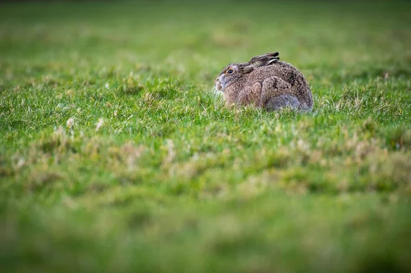 Una Vista Panorámica Conejo Liebre Encontrado Saltando Campo Abierto —  Fotos de Stock