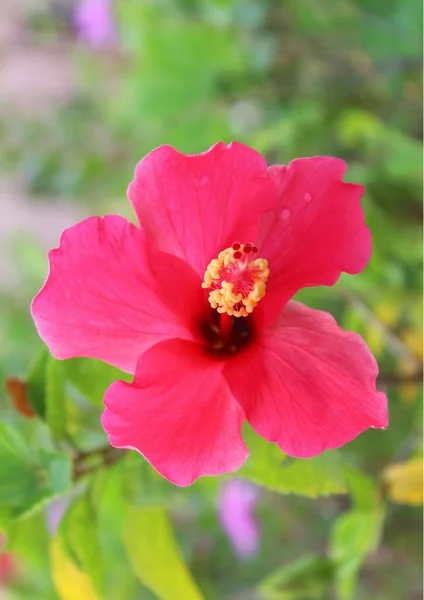 Ένα Κάθετο Κοντινό Πλάνο Ενός Κόκκινου Shoebackplant Του Hibiscus Rosa — Φωτογραφία Αρχείου