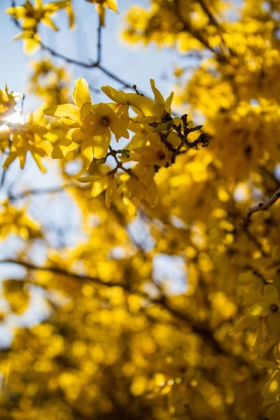 A vertical shot of a tree full of yellow flowers in a forest during the day