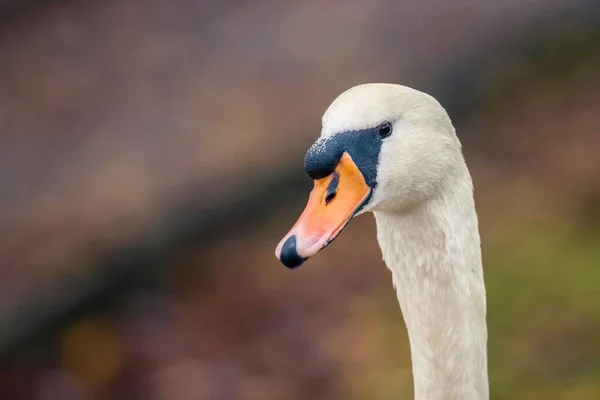 一种带有橙色喙的白天鹅头的选择性聚焦镜头 — 图库照片