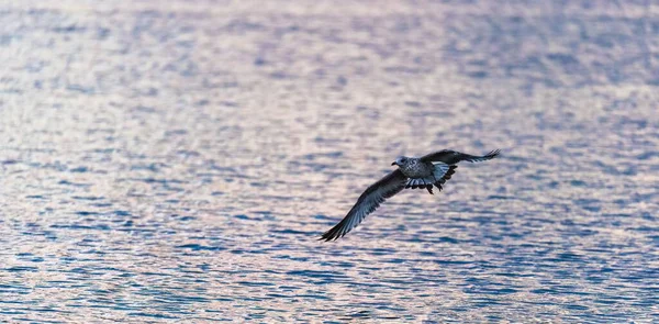 一只雄伟的鸟儿在平静的水面上飞翔 全景尽收眼底 — 图库照片