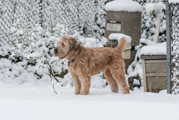 Beautiful Wheaten Terrier Standing Outdoors Wintertime — Stock Photo, Image