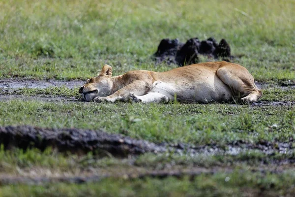 Eine Löwin Ruht Schlamm Des Masai Mara Nationalparks Kenia — Stockfoto