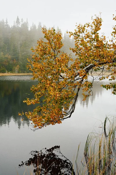 Colpo Verticale Ramo Con Foglie Gialle Lago Autunno — Foto Stock