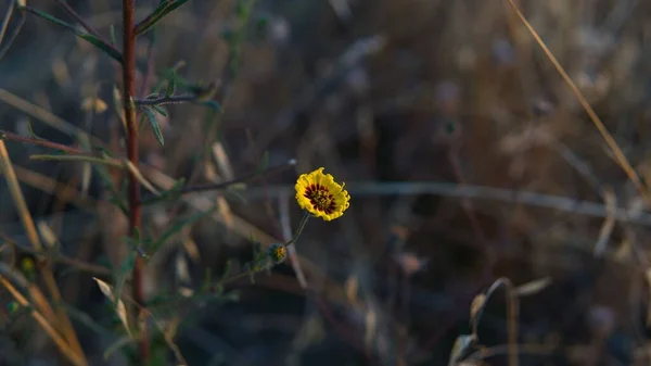 Közelkép Egy Kis Sárga Virágról Homályos Háttérrel — Stock Fotó