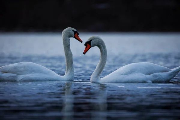 两只浪漫的白天鹅在水里形成了心形 — 图库照片
