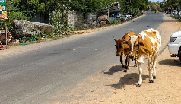 チェンナイのマラプラムで2頭の牛が道路脇を歩いていて — ストック写真