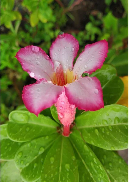 Függőleges Közelkép Egy Rózsaszín Adenium Obesum Mérgező Virágzó Növény Borított — Stock Fotó