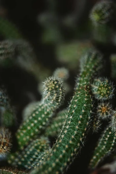 Eine Nahaufnahme Von Langen Stielen Des Kaktus Echinopsis Chamaecereus — Stockfoto