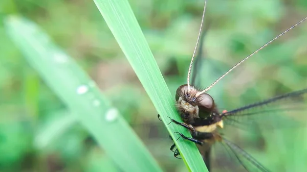 Μια Ρηχή Εστίαση Του Dragonfly Ένα Πράσινο Φύλλο — Φωτογραφία Αρχείου