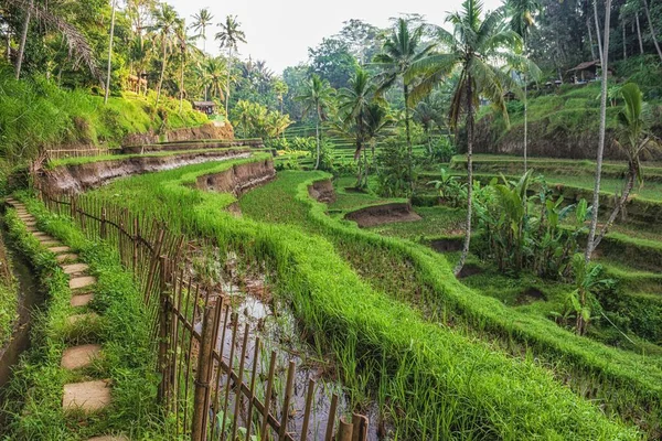 印度尼西亚巴厘岛的梯田山坡特写镜头 用于种植水稻 — 图库照片