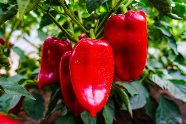 Knallrote Paprika Einer Pflanze Großaufnahme — Stockfoto