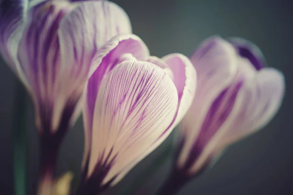 Detailní Záběr Kvetoucího Fialového Krokusu Květin Poli — Stock fotografie