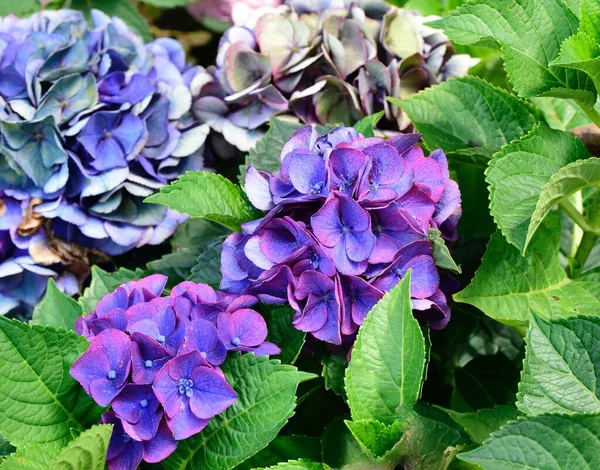 Ένα Κοντινό Πλάνο Των Όμορφων Μπλε Ορτανσία Seaside Serenade Λουλούδια — Φωτογραφία Αρχείου