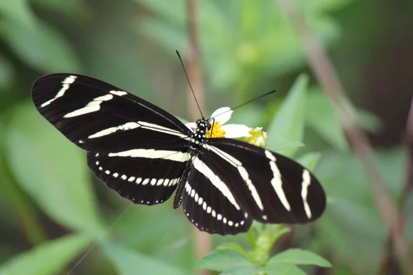 Close Zebra Longwing Butterfly Heliconius Charithonia Resting Flower — Stock Photo, Image
