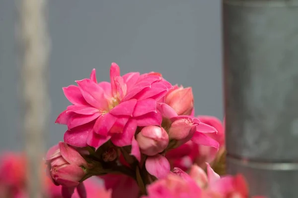 Nahaufnahme Einer Rosafarbenen Blume Mit Verschwommenem Hintergrund — Stockfoto