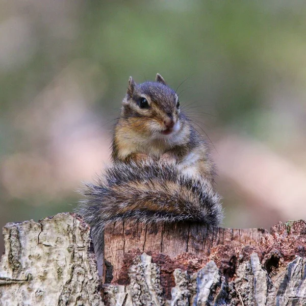 Closeup Adorable Squirrel Sitting Cut Tree Trunk — Stock Photo, Image