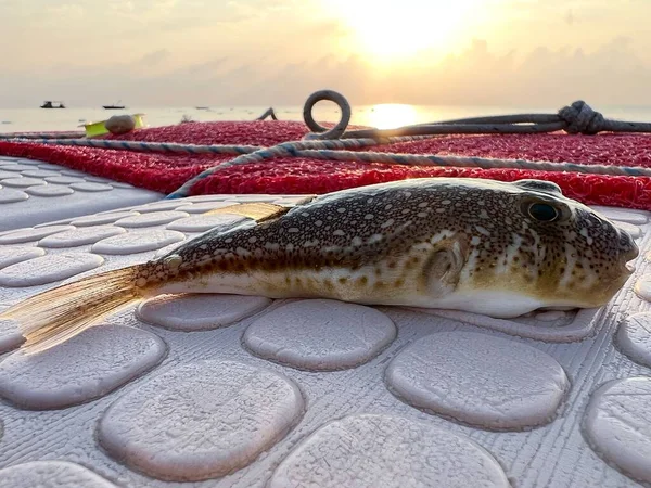Nahaufnahme Eines Südlichen Kugelfisches Der Auf Dem Boden Eines Fischerbootes — Stockfoto