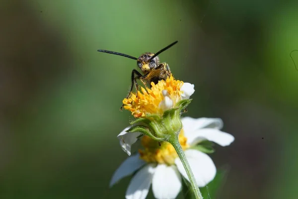 Bir Çiçeğin Üzerine Konmuş Beş Bantlı Inceltilmiş Yaban Arısının Myzinum — Stok fotoğraf