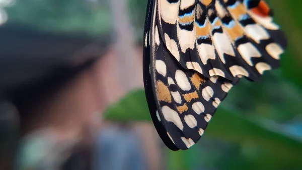 Zbliżenie Ujęcie Skrzydła Barwnego Motyla Rozmytym Tłem Podczas Dnia — Zdjęcie stockowe