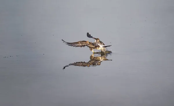 Mergulho Osprey Para Pegar Peixes Lago — Fotografia de Stock