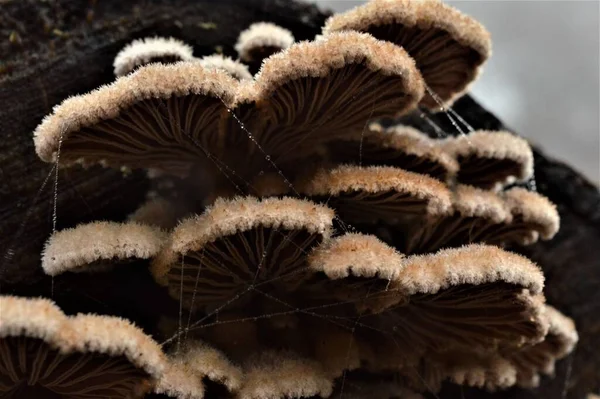 Gombák Közelsége Egy Fakéregen Erdőben — Stock Fotó