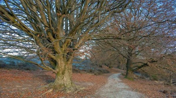 乾燥した茶色の葉を持つ公園の巨大な葉の木に囲まれた狭い道 — ストック写真