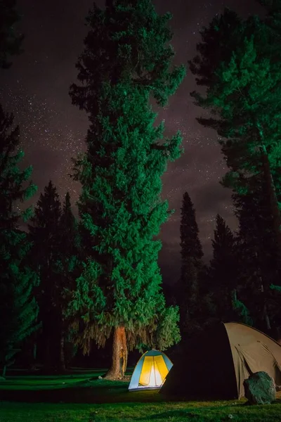 Pionowe Ujęcie Lasu Namiotami Wysokimi Drzewami Kemping Pod Gwiazdami — Zdjęcie stockowe