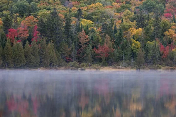 Beau Cliché Lac Couvert Brouillard Près Arbres Colorés Automne — Photo