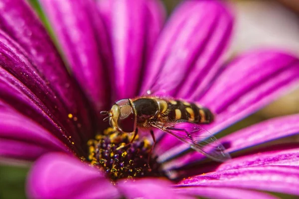 Пчелы Меньше Выполняют Обязанности Макролинзами — стоковое фото