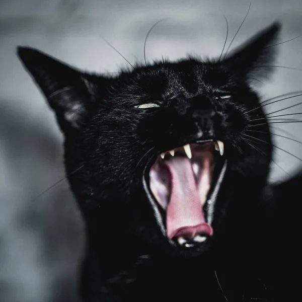 うめき声の黒い猫のクローズアップショット — ストック写真