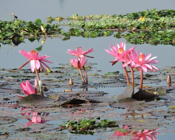 Virág Rózsaszín Vízililiom Virágzik Tóban Tudományos Név Nymphaea Elhelyezkedés Assam — Stock Fotó