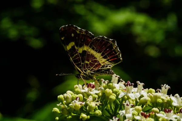 Primer Plano Una Mariposa Mapa Sobre Hermosas Flores Blancas Jardín —  Fotos de Stock
