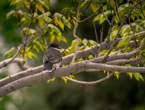 木の上の灰色の鳥のクローズアップショット — ストック写真