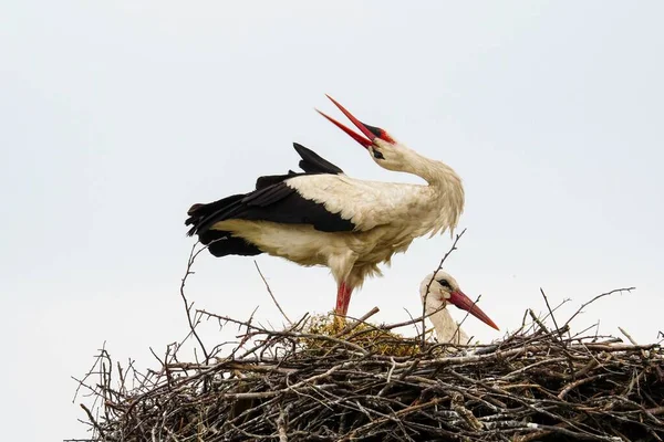 Storker Rede Mot Lyseblå Himmel Nærbilde – stockfoto