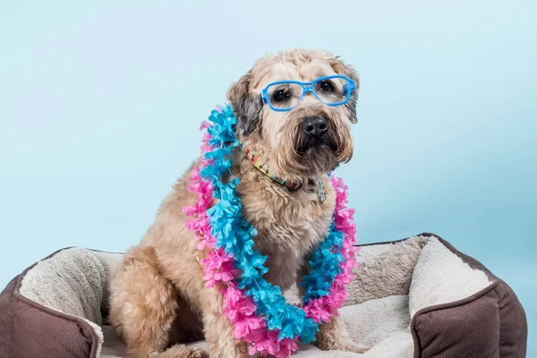 Closeup portrait of Soft-coated Wheaten Terrier in blue glasses and tropical blue and pink necklaces sitting on fluffy dog bed